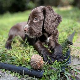 English Cocker Spaniel Puppies from River Trail Kennels