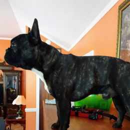 Stitch - French Bulldog