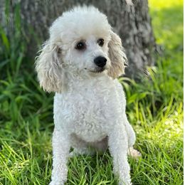 Charlie - Poodle