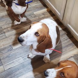 Basset Hounds and Dachshunds from Hancock House of Basset Hounds & Mini Dachshunds
