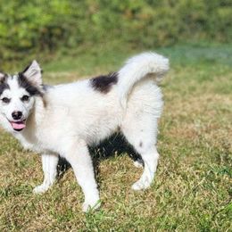 Domino - Black and white Pomsky puppy in Kennewick, Washington from Nebula Ranch Pomskies