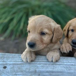 Golden Retrievers and Labrador Retrievers from Beards Creek Kennels