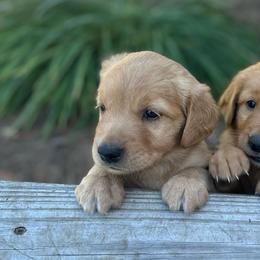 Golden Retrievers and Labrador Retrievers from Beards Creek Kennels