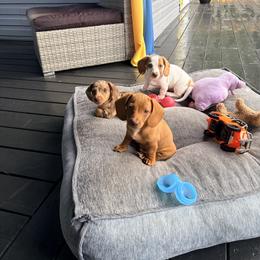 Dachshund Puppies from Alex Cartagena