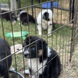 Australian Shepherd Puppies from Double R Farm Aussies