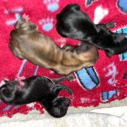 Trident - Chocolate blue male Chihuahua puppy in Tecumseh, Oklahoma from Callie’s Happy Chihuahuas, Callie’s Happy Treasures LLC