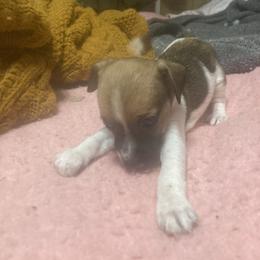 Duchess Grande Anne - White and tan female Russell Terrier puppy in Missouri from Royal Russells Ranch
