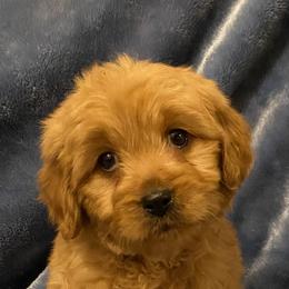 Bonnie - Apricot female Goldendoodle puppy in Lowville, New York from Adirondack Labradoodles