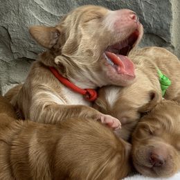 Goldendoodle Puppies from Dapper Doodles of Tennessee