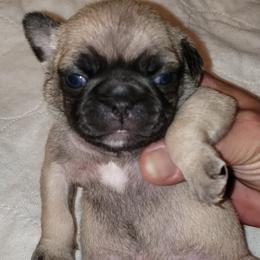Boy 3 PRANCER - Fawn male Pug puppy in Gadsden, Alabama from Carla's Pugs