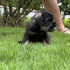 Standard Schnauzer Puppies from Harbor Hill Standard Schnauzers
