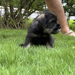 Standard Schnauzer Puppies from Harbor Hill Standard Schnauzers