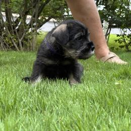 Standard Schnauzer Puppies from Harbor Hill Standard Schnauzers