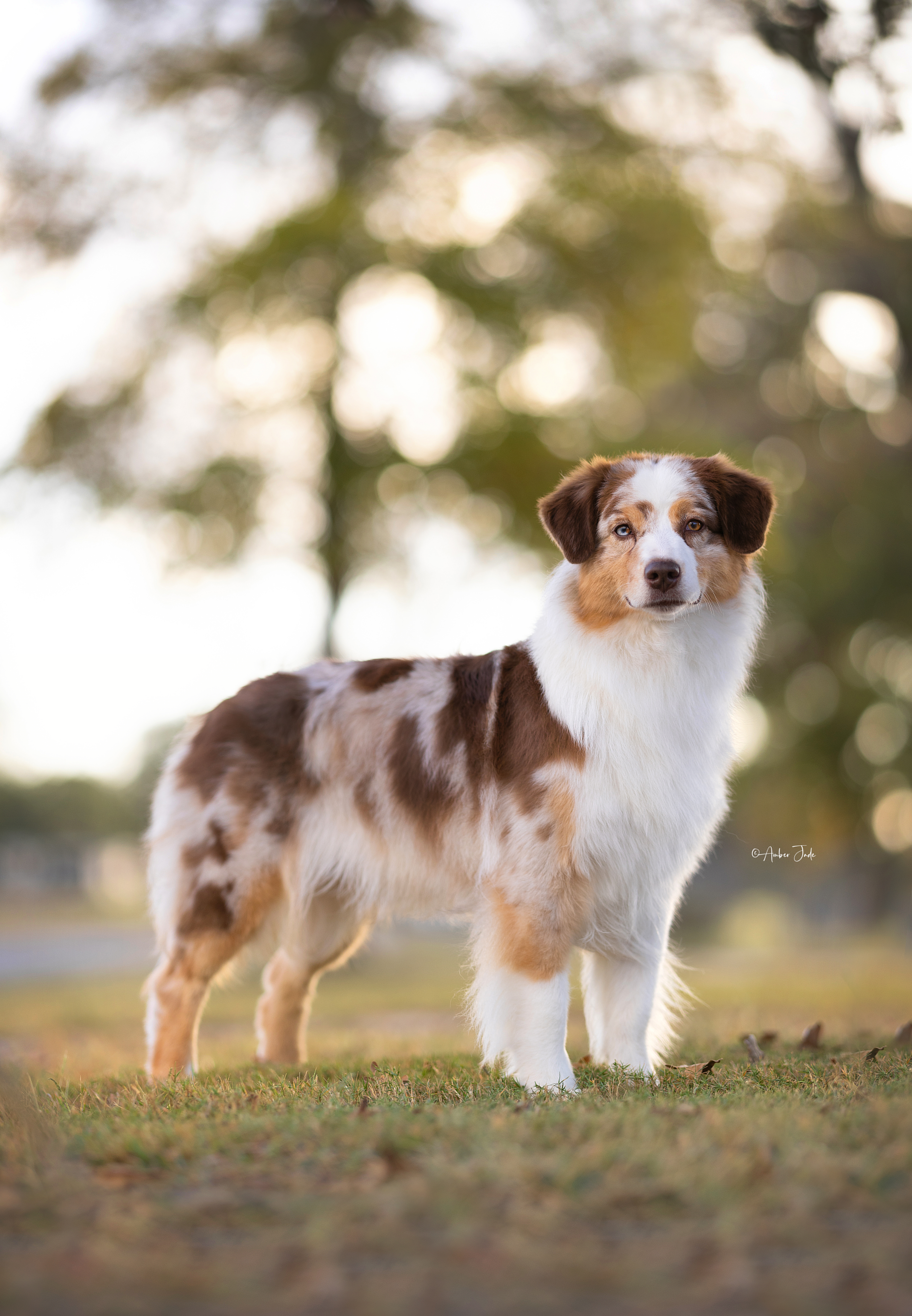 Dylan - Australian Shepherd