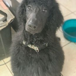 Goldendoodle, Golden Retriever, and Poodle Puppies from Miya's Designer Pups