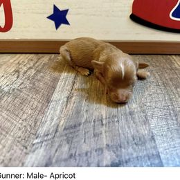 Gunner - Red tri-color Aussiedoodle puppy in League City, Texas from Space City Mini Aussies & Doodles