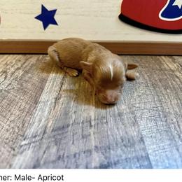 Gunner - Red tri-color Aussiedoodle puppy in League City, Texas from Space City Mini Aussies & Doodles