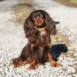 Carmela - Cavalier King Charles Spaniel