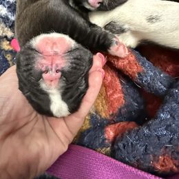 Sealed Boy - Brindle male Boxer puppy in Florida from BNF Boxers