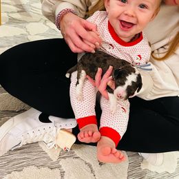 Goldendoodle Puppies from Pearl Grey Doodles