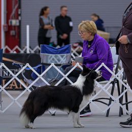Tweedle - Border Collie