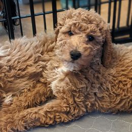 Aussiedoodle, Cavapoo, and Poodle Puppies from Robin's Nest Farm