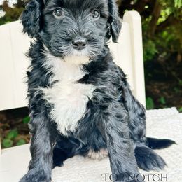Scarlet - Black and white female Portuguese Water Dog puppy in Asheville, North Carolina from Top Notch Portuguese Water Dogs