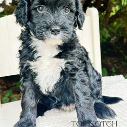 Scarlet - Black and white female Portuguese Water Dog puppy in Asheville, North Carolina from Top Notch Portuguese Water Dogs