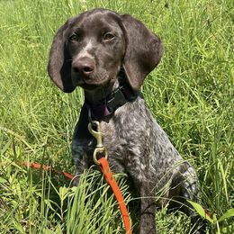 German Shorthaired Pointers from Shallow Water Gundogs