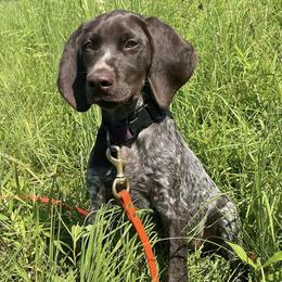German Shorthaired Pointers from Shallow Water Gundogs