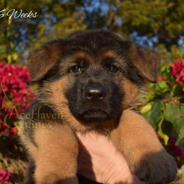 Pink Collar - Black and red female German Shepherd puppy in Orlando, Florida from AceHaven Canines