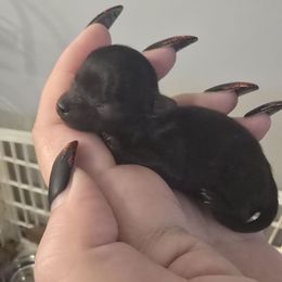 Black boy - Black male Pomeranian puppy in Bloomingdale, New Jersey from Bella Luna Pomeranians