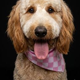 Mocha - Goldendoodle