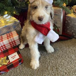 Aussiedoodle Puppies from Drew’s Aussies & Doodles