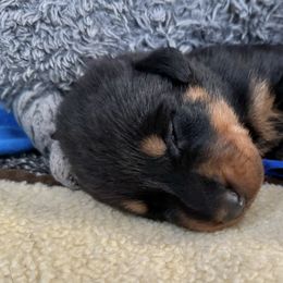 Beauceron Puppies from Shepherd's Heart Beaucerons