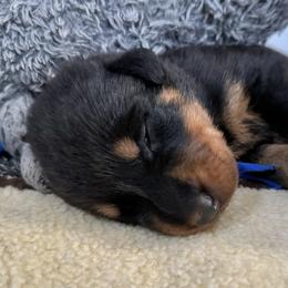 Beauceron Puppies from Shepherd's Heart Beaucerons