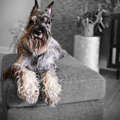 Standard Schnauzer All Grown Up from Moon Flower Farm