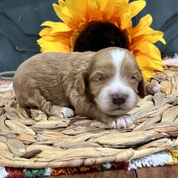 Chalupa - Red female Cockapoo puppy in Beresford, South Dakota from DAKOTA DOOD RANCH