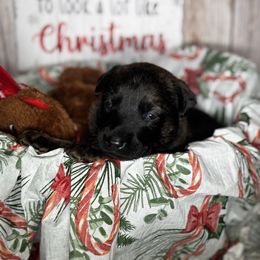 Ghoul - Black brindle female Dutch Shepherd puppy in Clarksville, Tennessee from Vuurhart Herders