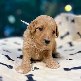 Galadriel - Red  female Goldendoodle puppy in Pittsburg, Texas from Grace Springs Goldendoodles