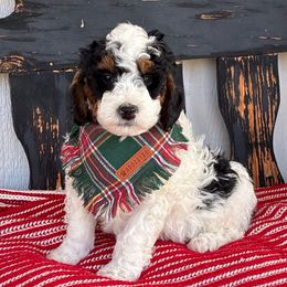 Ralphie - Black and white male Bernedoodle puppy in Fort Gibson, Oklahoma from Waggle Doodles