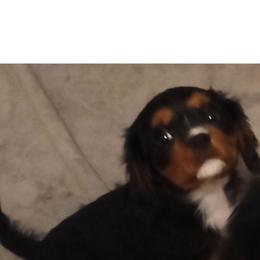 Hershey - Christmas special - Black and tan male Cavalier King Charles Spaniel puppy in East Providence, Rhode Island from Marta's Cavaliers