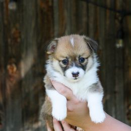 Girl 2 - Red Pembroke Welsh Corgi puppy in Idaho from Blue Sky Corgis
