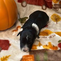 Chai - White and black female Bordoodle puppy in Republic, Missouri from Holland Hilltop Farm