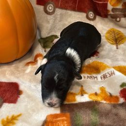 Chai - White and black female Bordoodle puppy in Republic, Missouri from Holland Hilltop Farm