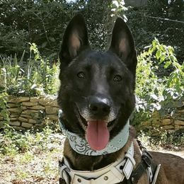Belgian Malinois and Border Collies from House of Voodoo Kennels