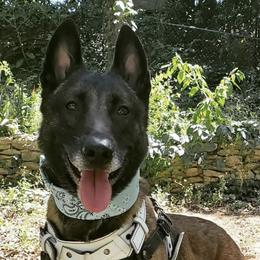 Belgian Malinois and Border Collies from House of Voodoo Kennels