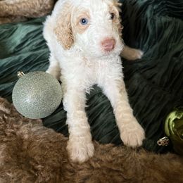 DARK BLUE - Parti male Poodle puppy in Vidor, Texas from East Bunch Poodles