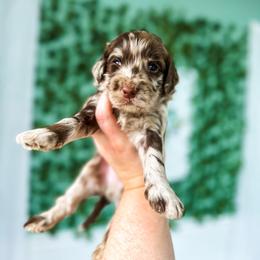 Goldendoodle Puppies from The W Doods
