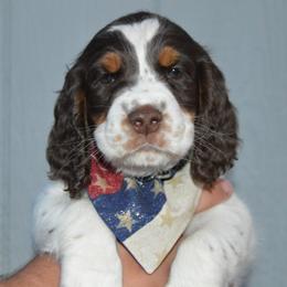 English Springer Spaniel Puppies from A & R Springers